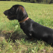 Monty