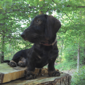 Monty