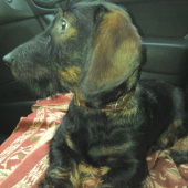 Sa vozil :)
