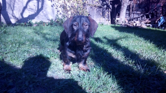 Chcel ist na prechádzku :)