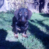 Chcel ist na prechádzku :)