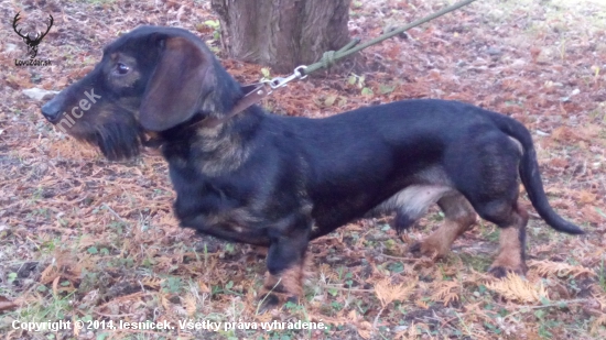 Monty 9 mesiacov