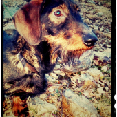 Môj Monty