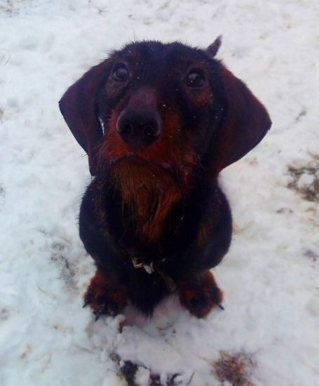 Monty keď zbadá piškótu :)