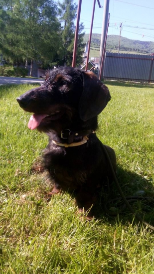 Monty sleduje vtáčiky :)