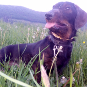 Monty