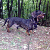 Monty