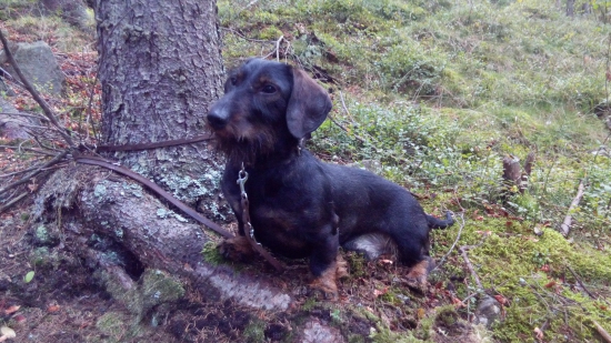 Trénovali sme odloženie