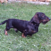 Monty