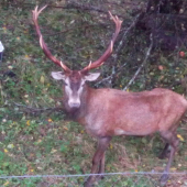 Prišie do záhrady na jabĺčka
