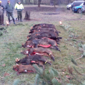 Sooločná polovačka na diviaky