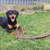 Ella si stráži zhod