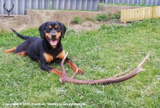 Ella si stráži zhod