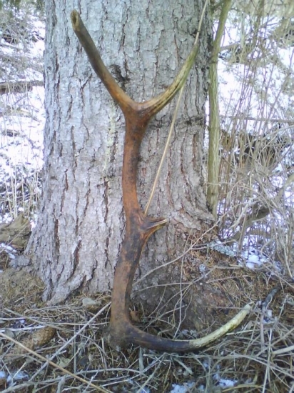 dnes najdeny ale starsi