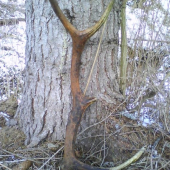 dnes najdeny ale starsi