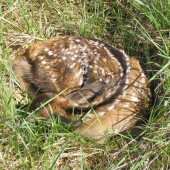 jelienča