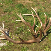 pravdepodobne ten isty jelen