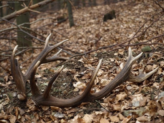 male len 1,8kg potešia