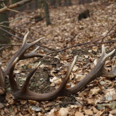 male len 1,8kg potešia