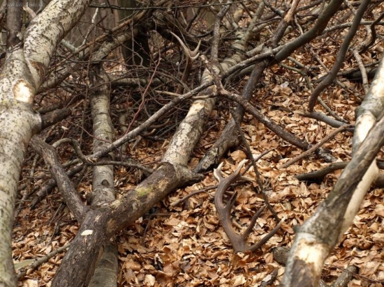 male len 1,8kg potešia