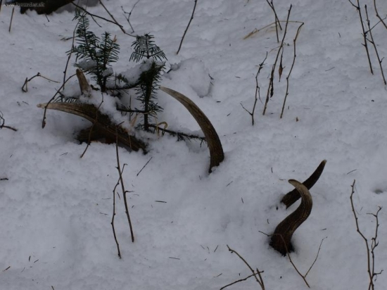 minuloročný dnes nájdený