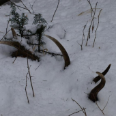 minuloročný dnes nájdený