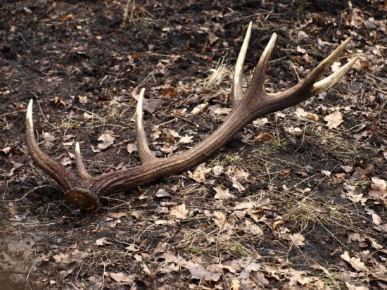 minuloročný dnes nájdený 2,7kg