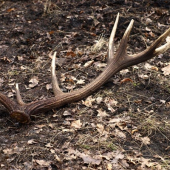 minuloročný dnes nájdený 2,7kg