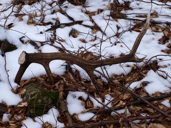 minuloročny 2,6kg,105cm