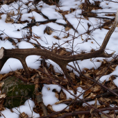 minuloročny 2,6kg,105cm