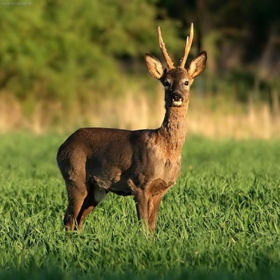 krásny a škaredý :-)