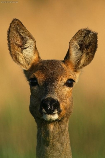 s odtrhnutým uškom