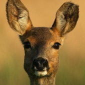 s odtrhnutým uškom