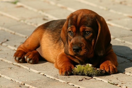 Dag