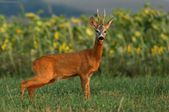 aj srnec si musí uľaviť :-)