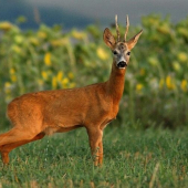 aj srnec si musí uľaviť :-)