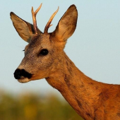 v podvečerných lúčoch...