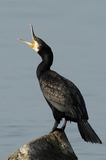 nepriateľ všetkých rybárov