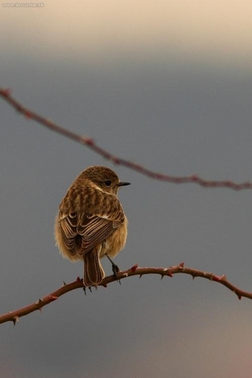 pŕhľaviar čiernohlavý - samička