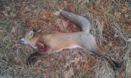 prvá líška v zimnej sezóne 2011/2012