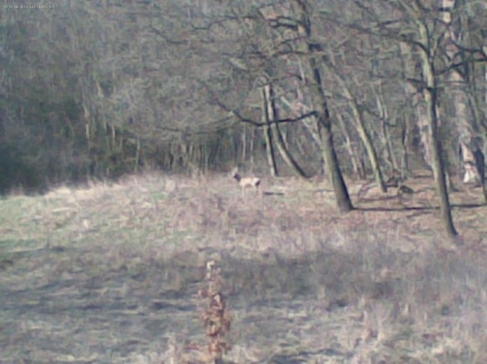 srnec - osmorak zla fotka