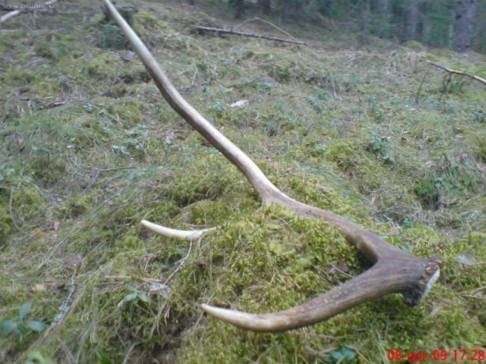 Bratov škodník okolo 85cm