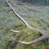 Bratov škodník okolo 85cm