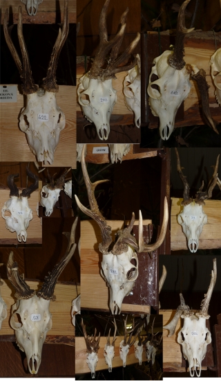 Raritky z Levických poľovníckych dní