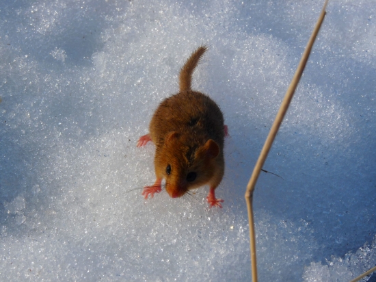 Plch lieskový (Muscardinus avellanarius)