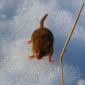 Plch lieskový (Muscardinus avellanarius)