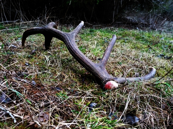 Dnešná prechádzka