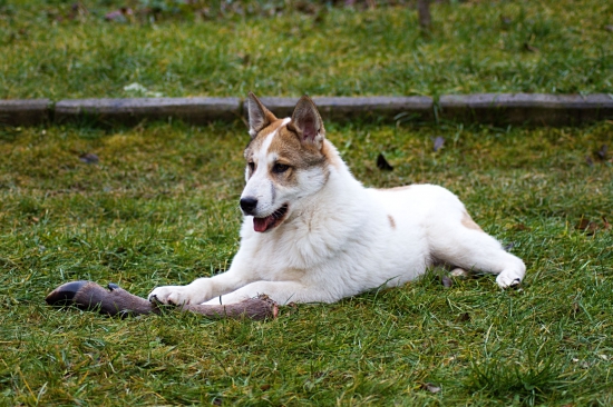 Cris Vlčí chodník 4 mesiace