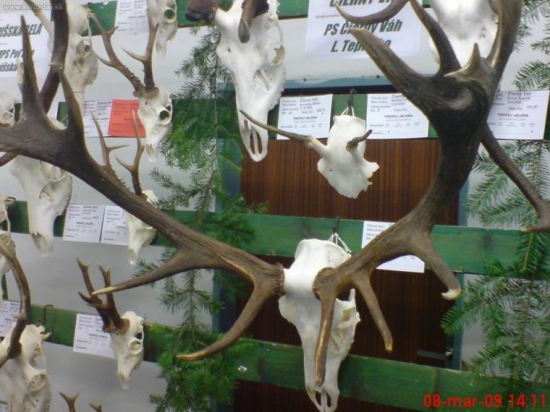 Úhyn 18 ročného jeleňa z nášho združenia