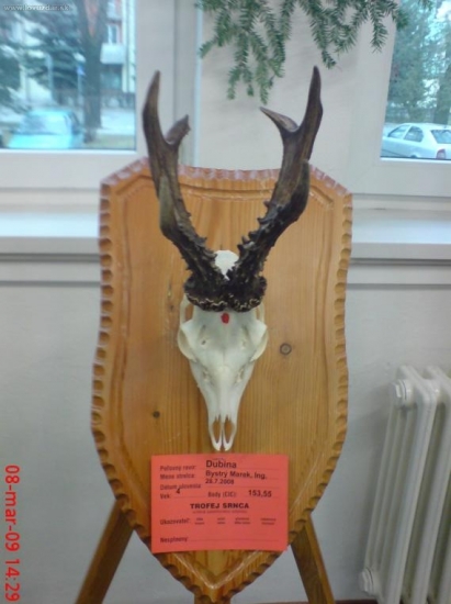 Zlatý chovný srncec